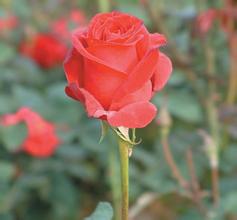 �齫������ң��������Ƶ����߷�������ͨ�¹��⳥���װ���������Ͱ���...